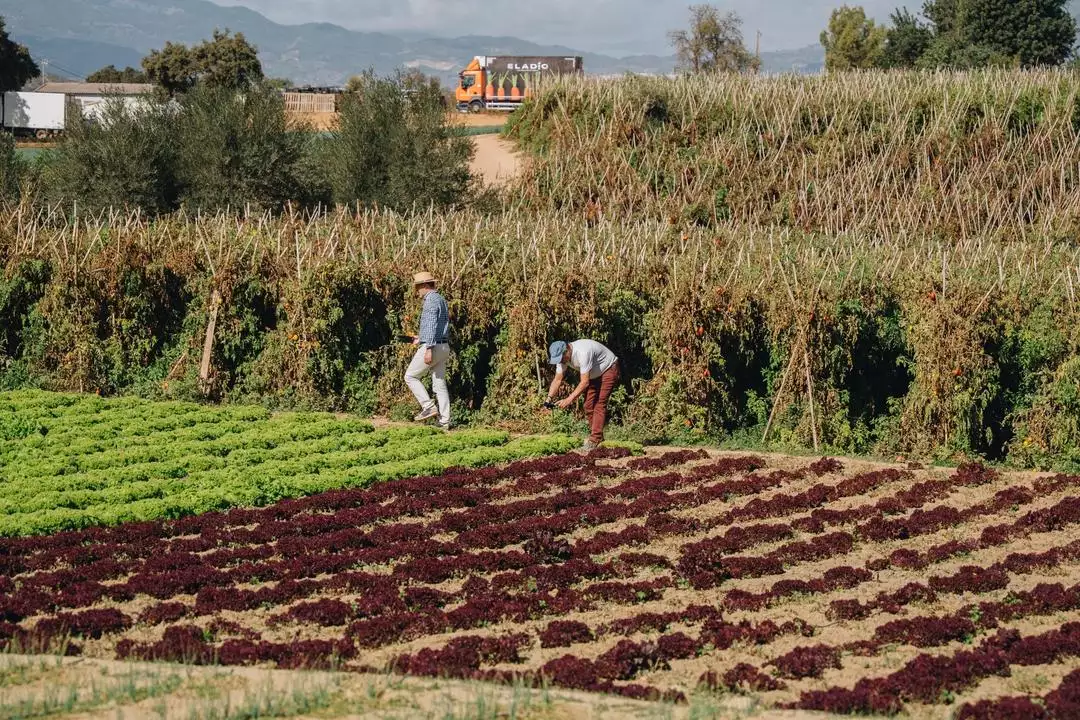 CAMPANILLAS